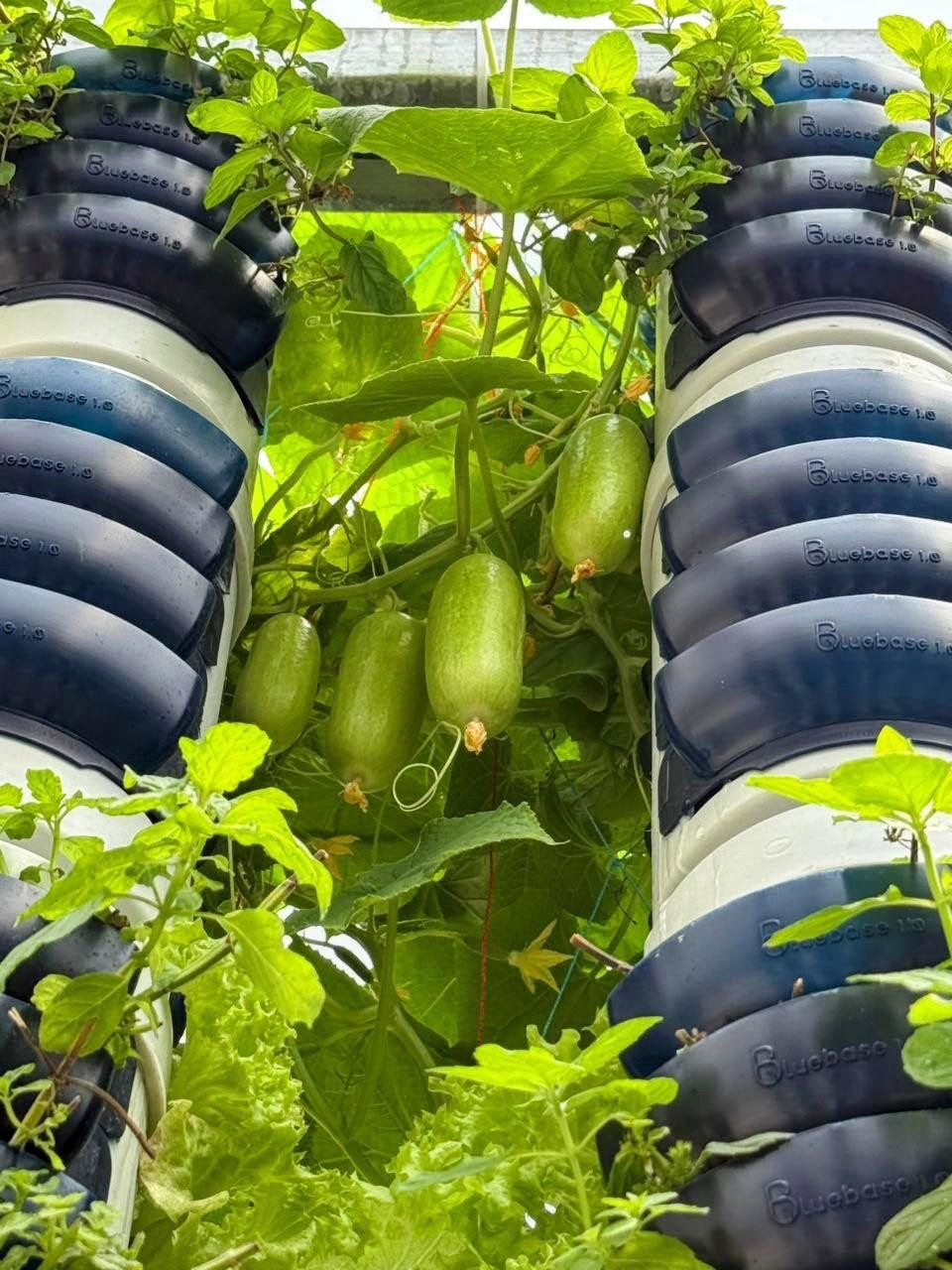 Close view of grow pods with cucumbers — real photograph