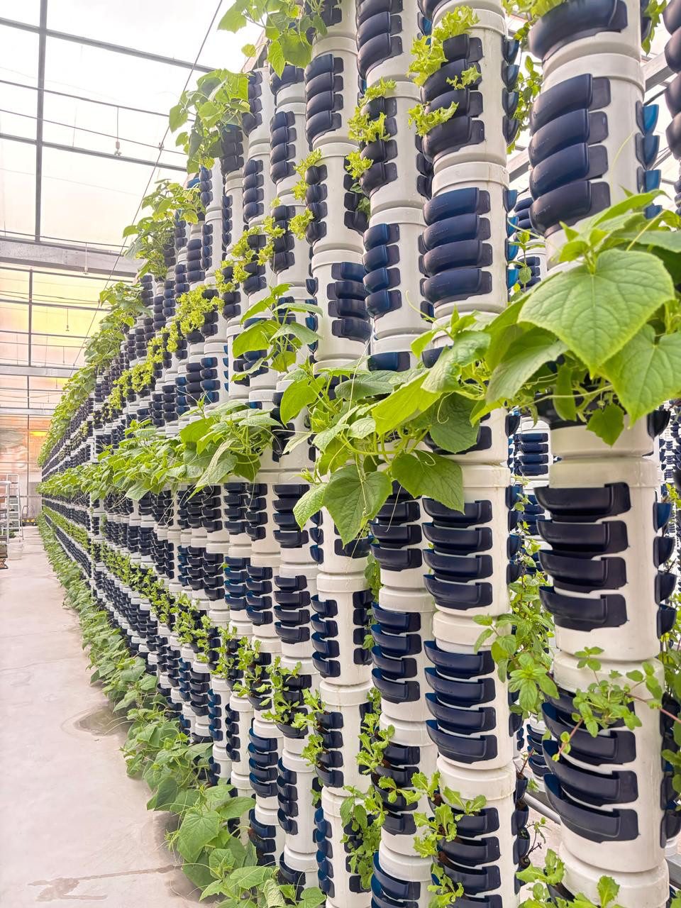 Rows of blueleaves pod-tower columns in the glasshouse — real photograph